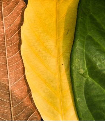 Beliebteste Farben für Bettwäsche