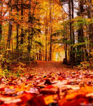 Warum werden Deutsche im Herbst so häufig krank – und liegt es wirklich nur an der Jahreszeit?
